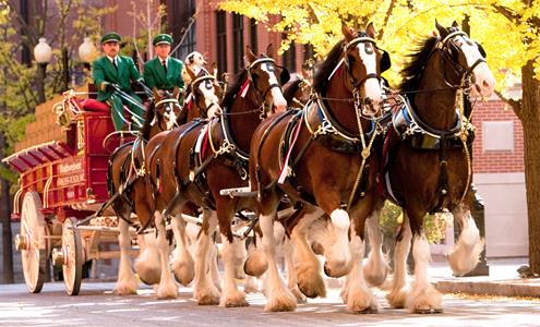 Famous Budweiser Clydesdale Team To Visit Sunset Speedway Park On Thursday June 4th