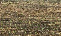 New Corn #Plant 15