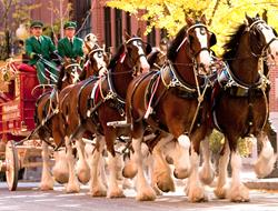 Famous Budweiser Clydesdale Team To Visit Sunset S