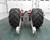 rear view of tires & wheelie bars