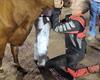 Mintz kisses the cow for 305 Fremont Speedway fair race win