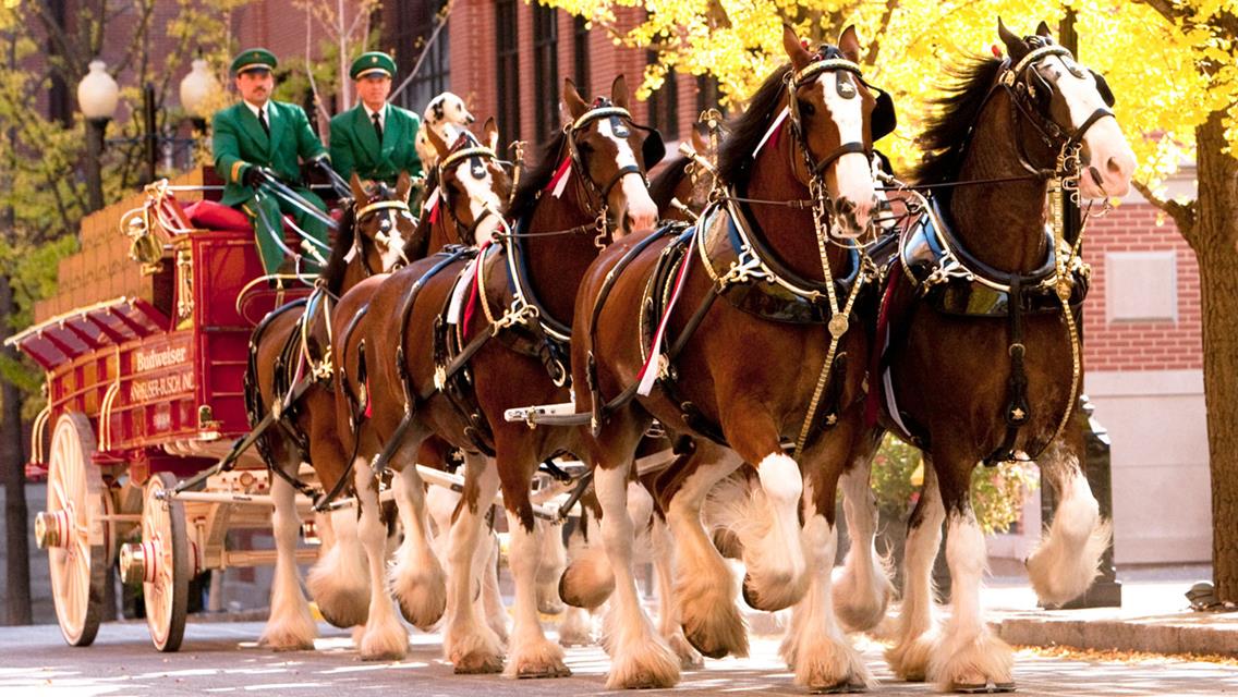 Famous Budweiser Clydesdale Team To Visit Sunset Speedway Park On Thursday June 4th