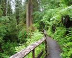 Olympic National Forest (Pacific Ranger Station)