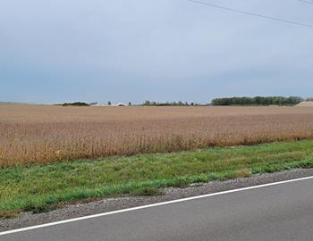 Another successful crop on our reclaimed farm ground.